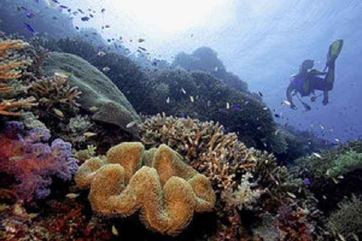Tubbataha Reef National Marine Park, Palawan - Top Tourist Spots in the ...